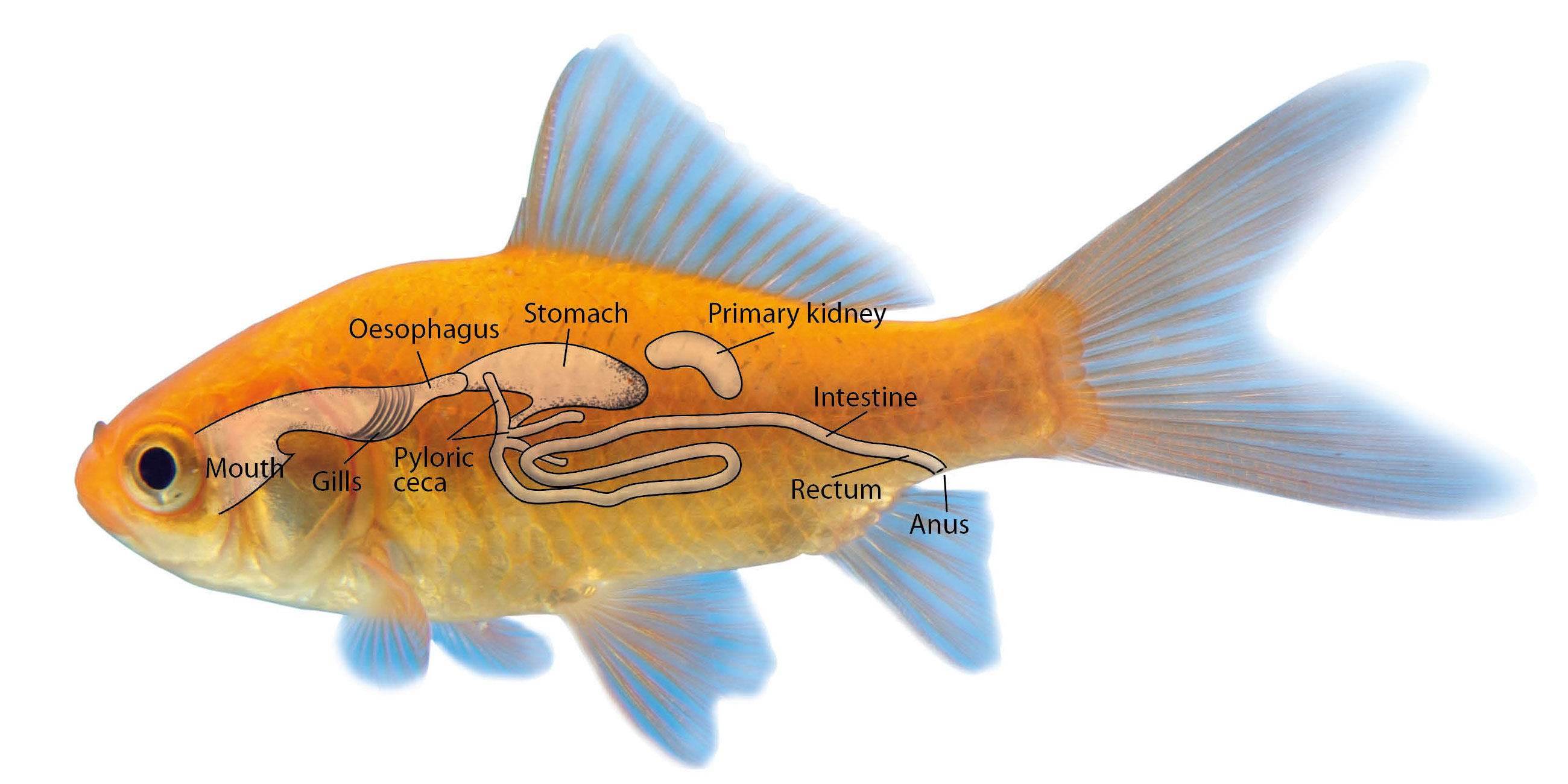 Fish Digestive System