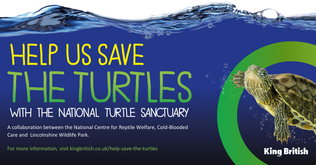 Help us save the Turtles King British