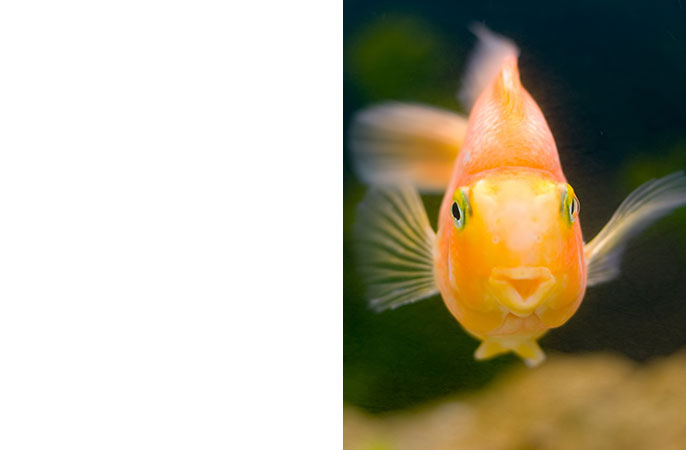 What is a swim bladder in fish?