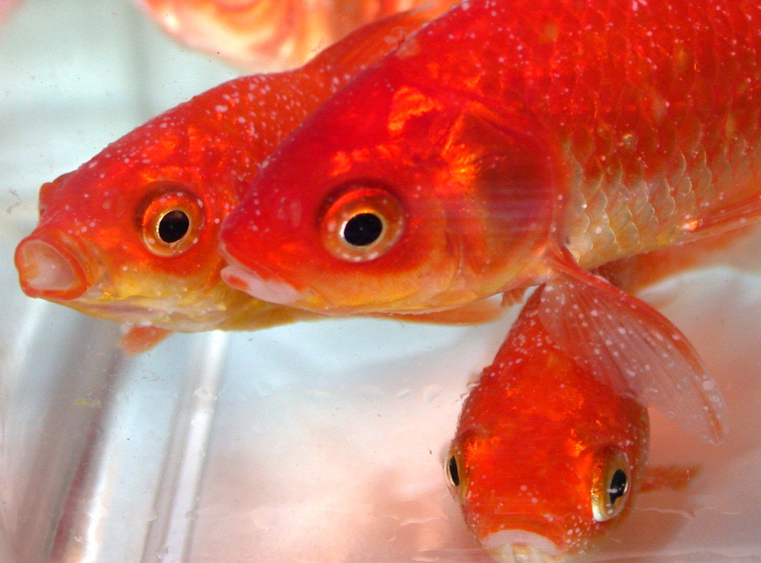 white spot on goldfish
